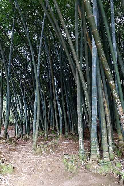 Kandy-Botanical garden-006